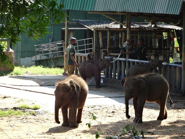 Udawalawe Elephant Transit Home